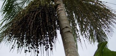 Semelhante ao Açaí, palmeira juçara ameaçada de extinção