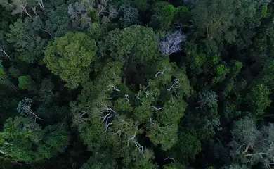 Floresta amazônica vista de cima.