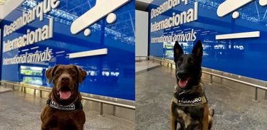 Os cães Léo e Frida já atuam no Aeroporto de Brasília fiscalizando passageiros e bagagens