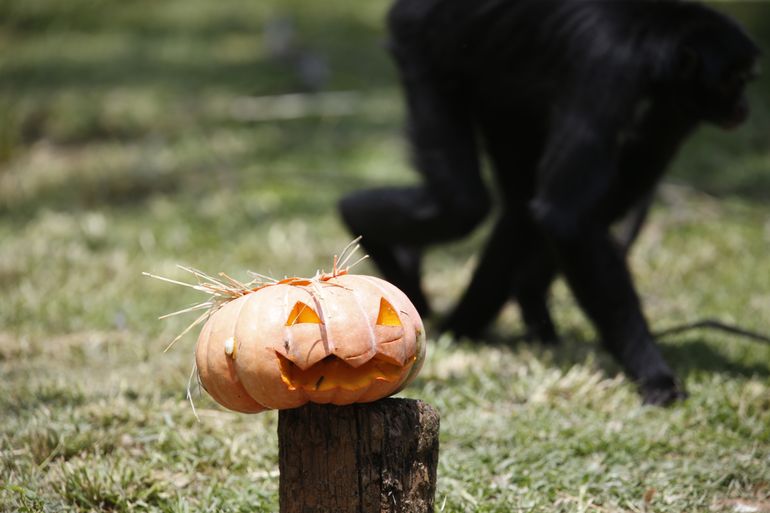 halloween no zoologico Agência Brasil