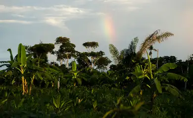 Juruena, MT, Brasil: Horta de legumes e verduras de Cláudio, que trabalha com o sistema agroflorestal, no assentamento Vale do Amanhecer, no município de Juruena. Os sistemas agroflorestais são consórcios de culturas agrícolas com espécies