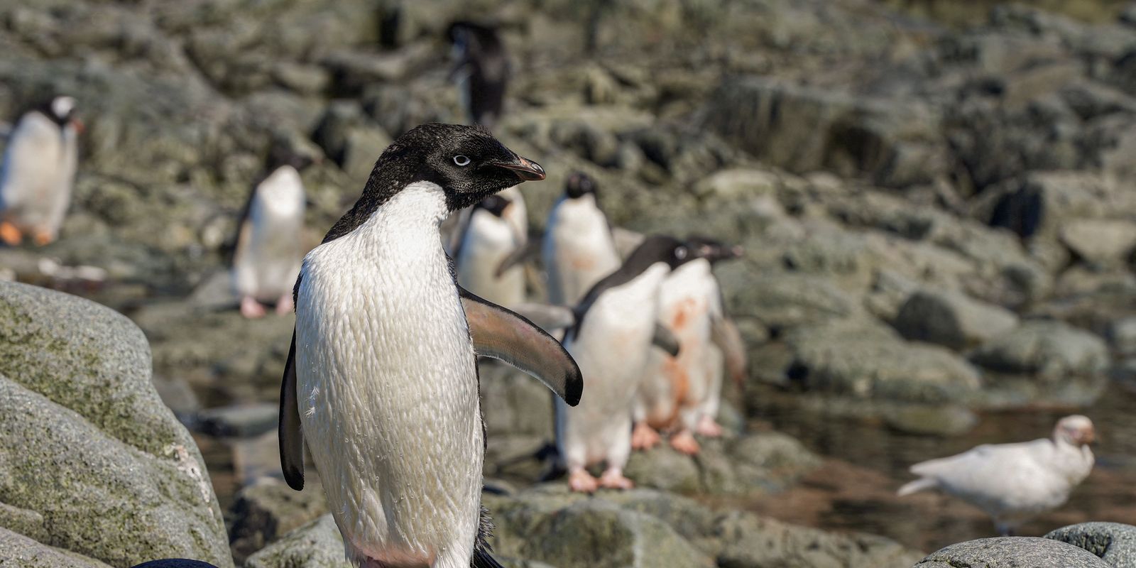 Cientistas analisam microplásticos em fezes de pinguins na Antártica