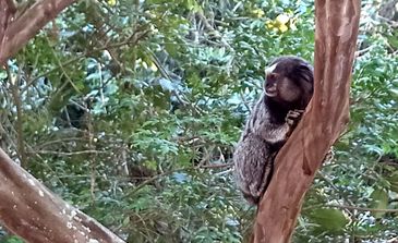 รีโอเดจาเนโร (RJ) 19/03/2023 - Marmosets (Callithrix sp.) จาก Cerrado และ Caatinga กำลังรุกรานในป่าแอตแลนติก ภาพถ่าย: “Vitor Abdala/Agência Brasil”