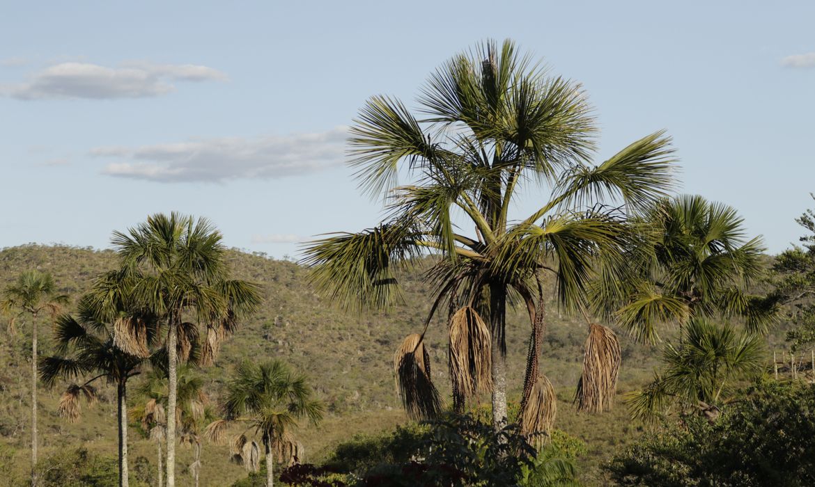 Bioma Cerrado teve 494 mil hectares desmatados em 2023