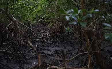 Bragança (PA), 13/06/2025 – Manguezal da Vila dos Pescadores de Ajuruteua, na área da Reserva Extrativista Marinha de Caeté-Taperaçu. Foto: Fernando Frazão/Agência Brasil