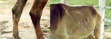 Mormo, uma doença infectocontagiosa dos cavalos, jumentos e burros