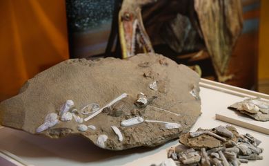 Rio de Janeiro - Pesquisadores brasileiros apresentam réplicas de descobertas de ovos e fósseis de pterossauros encontrados no noroeste da China (Fernando Frazão/Agência Brasil)