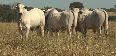 Agro Nacional mostra o que fazer com os rebanhos bovinos no período da seca
