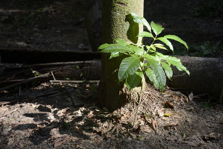 Floresta do Parque Nacional da Tijuca ganha mais 260 mudas de espécies nativas da Mata Atlântica. A ação foi promovida pelos voluntários do Instituto Conhecer para Conservar, do Grupo Cataratas, e de Paineiras Corcovado, no Parque Lage. 