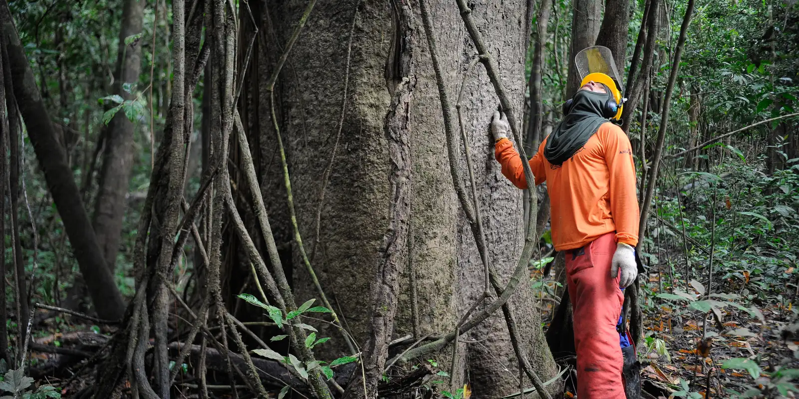 Sustentabilidade com o Google: ajudando a preservar a Amazônia e a