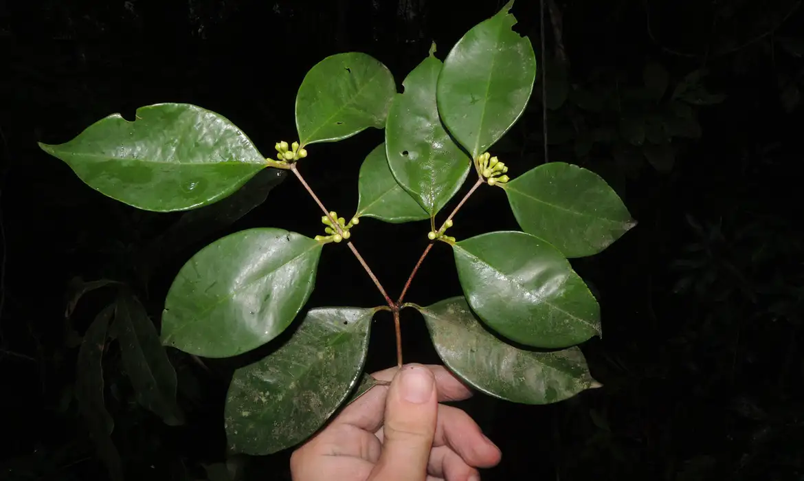 Rio de Janeiro (RJ), 19.08.2024 - Siphoneugena Carolynae, rara árvore descoberta. Foto: Thiago Fernandes/Divulgação JBRJ