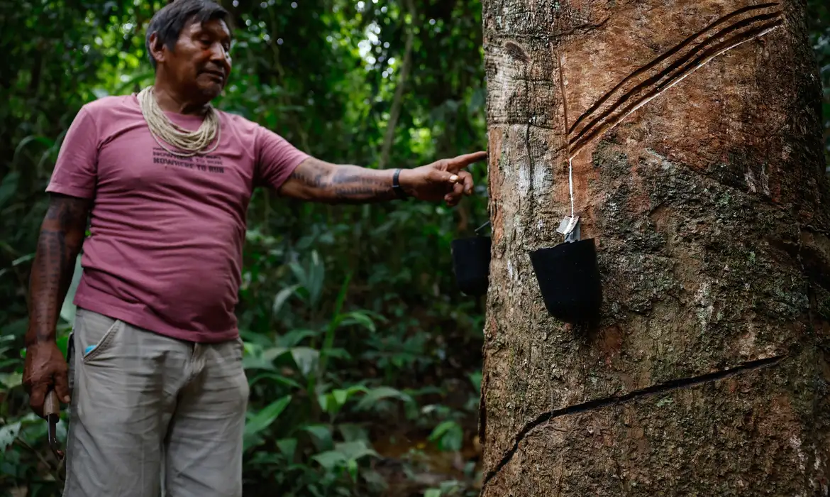 Juara (MT), 08/04/2025 – O indígena Donato Bibitata trabalha na sangria da seringueira para extrair o látex usado na produção de borracha, na aldeia Pé de Mutum, Terra Indígena Japuíra, do Povo Rikbaktsa. Foto: Fernando Frazão/Agência Brasil