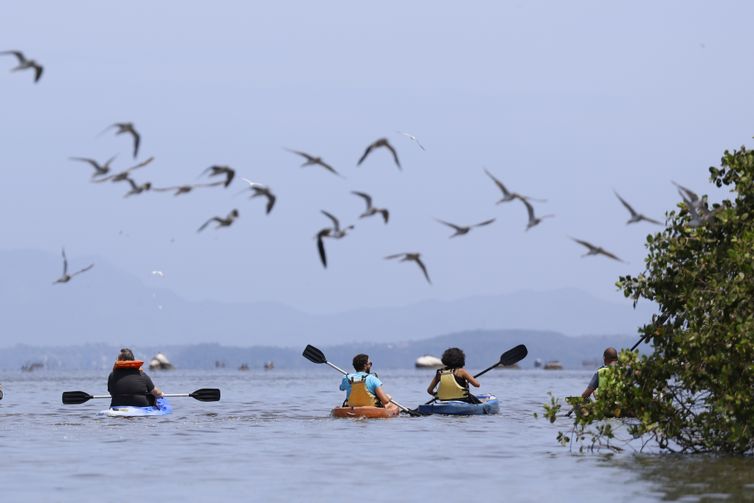 Magé (RJ), 15/10/2024 - Atividade de ecoturismo no manguezal da Piedade, banhado pelo Rio Majé, que desagua na Baía de Guanabara. Foto: Fernando Frazão/Agência Brasil