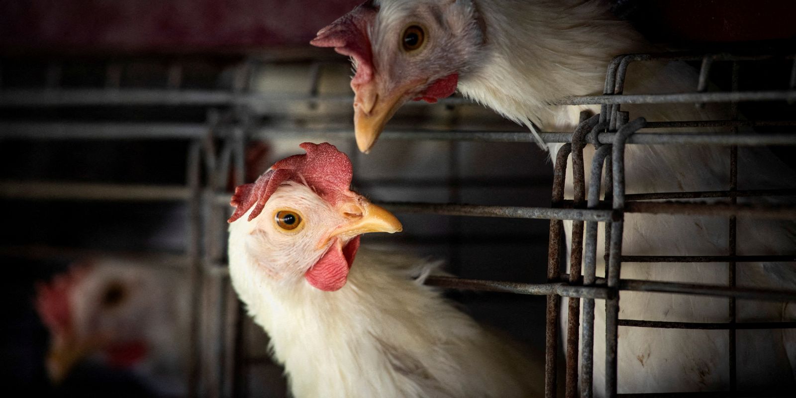 Sanidad descarta sospecha de gripe aviar en humanos en ES