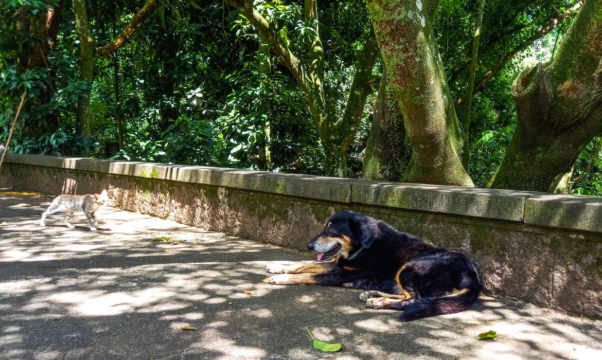 Rio de Janeiro (RJ), 19/03/2023 - Cão e gato soltos no entorno do Parque Nacional da Tijuca. Foto:Vitor Abdala/Agência Brasil