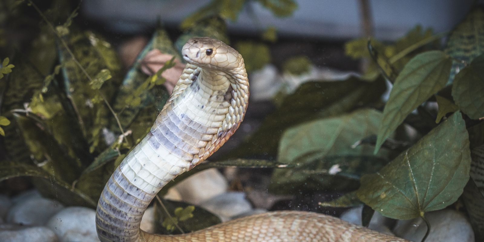 Serpentes apreendidas em Brasília já estão no Butantan, serpente google  play 