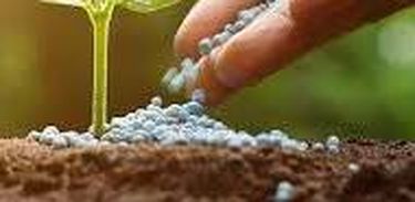 Empresa Brasileira começou  projeto de expansão em clonagem de mudas do capim Tifton 85, 