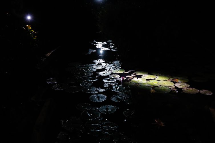 Fernando Frazão/Agência Brasil Ninféias vistas no Jardim Botânico do Rio de Janeiro, que inicia programa de visitas noturnas guiadas para observar fauna e flora.