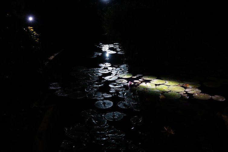 Ninféias vistas no Jardim Botânico do Rio de Janeiro, que inicia programa de visitas noturnas guiadas para observar fauna e flora.