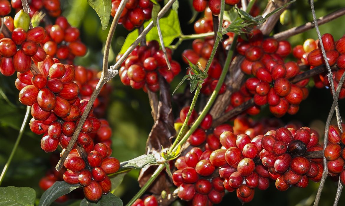 Plantação de Café na Embrapa Cerrado