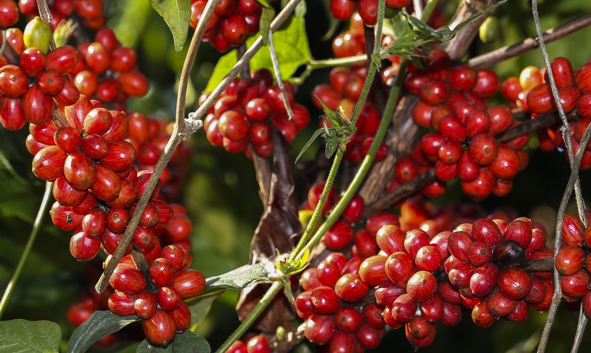 Plantação de Café  na  Embrapa Cerrado 