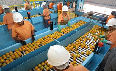 Paraná, 30/07/2025 - Produção de laranja. Foto: Ari Dias/Governo do Paraná