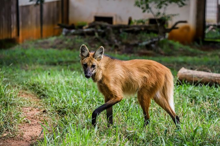 Imagem do lobo-guará no Zoológico de Brasília