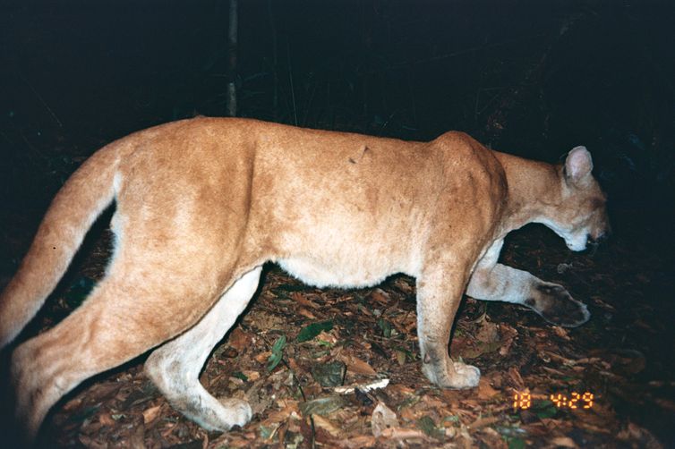 ONG Mamíferos RS - Espécies Ameaçadas no Rio Grande do Sul – Onça-parda A  onça-parda, Puma concolor, possui distribuição ampla no Brasil, ocorrendo  em todos os biomas. Ela é um dos felinos