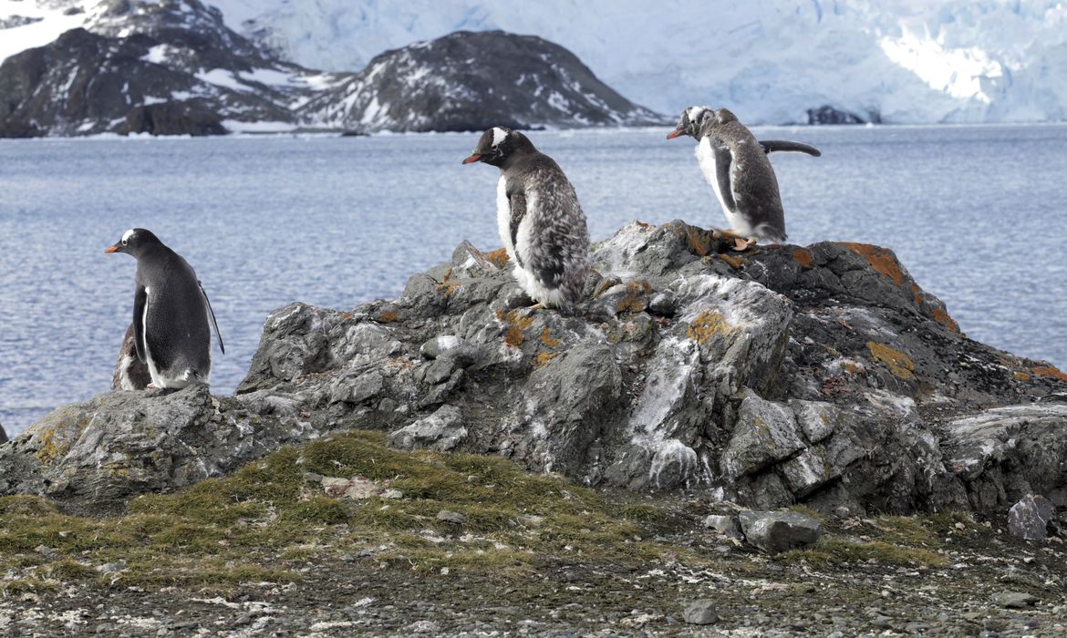 Estação Antártica Comandante Ferraz é uma base antártica pertencente ao Brasil localizada na ilha do Rei George, a 130 quilômetros da Península Antártica, na baía do Almirantado, na Antártida. Na foto, Pinguins.