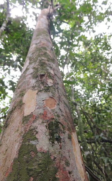 Rio de Janeiro (RJ), 19.08.2024 - Siphoneugena Carolynae, rara árvore descoberta. Foto: Thiago Fernandes/Divulgação JBRJ