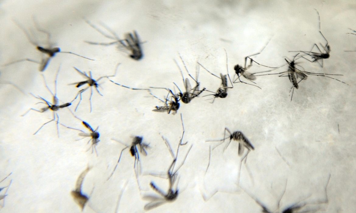 Mosquito Aedes aegypti 
