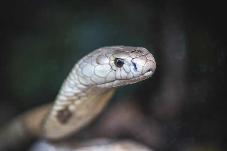 Cobra naja de 1,5 metro que picou um estudante de veterinária em Brasília e está no Zoológico da capital federal