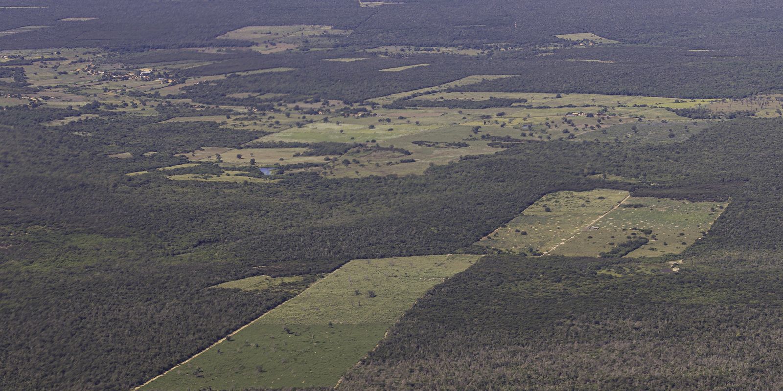 Mata Atlântica é o bioma mais degradado proporcionalmente no Brasil