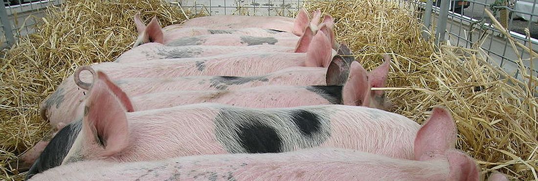 Venda de carne suína do Brasil para Argentina é reestabelecida graças a novo acordo