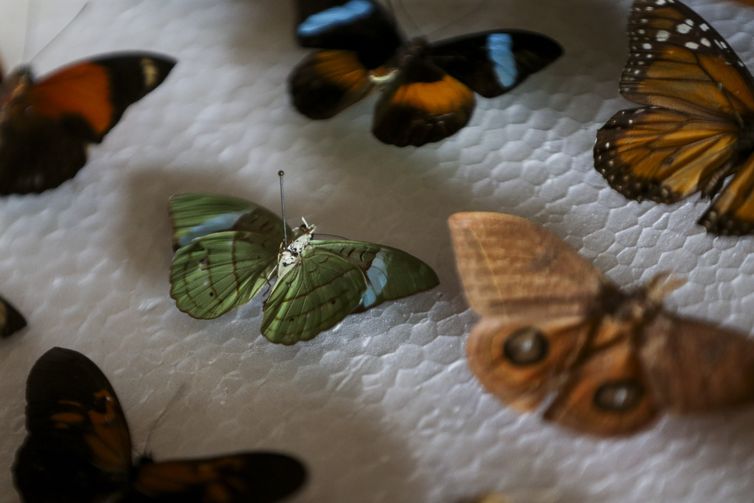 O médico Luiz Cláudio Stawiarski doará uma coleção de mais de 2 mil espécimes de borboletas e outros insetos para o Museu Nacional do Rio de Janeiro.