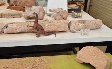 Pesquisadores da Universidade de Brasília (UnB) começaram este mês a preparar e estudar o fóssil de um dinossauro que viveu há cerca de 70 milhões de anos no Brasil (Valter Campanato/Agência Brasil)