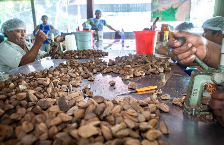 Mesa onde se quebram as castanhas. Processamento da castanha na mini usina da Comunidade do Rio Novo, um afluente do rio Iriri na Terra do Meio. 
