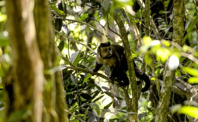 Macaco-prego na mata atlântica, seu habitat natural, na Floresta da Tijuca, no Rio de Janeiro