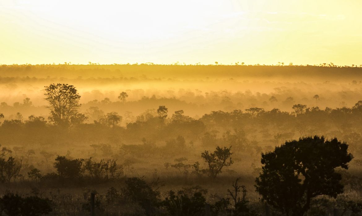 O Brasil tem a maior biodiversidade vegetal do mundo.São 55 mil espécies de plantas — cerca de 22% das 250 mil do planeta.