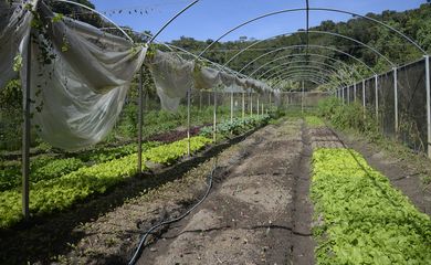 Horta na propriedade de Waldir Pollack em Paracatu de Baixo, distrito de Mariana, no local são cultivadas cerca de 40 variedades de hortaliças e legumes. 