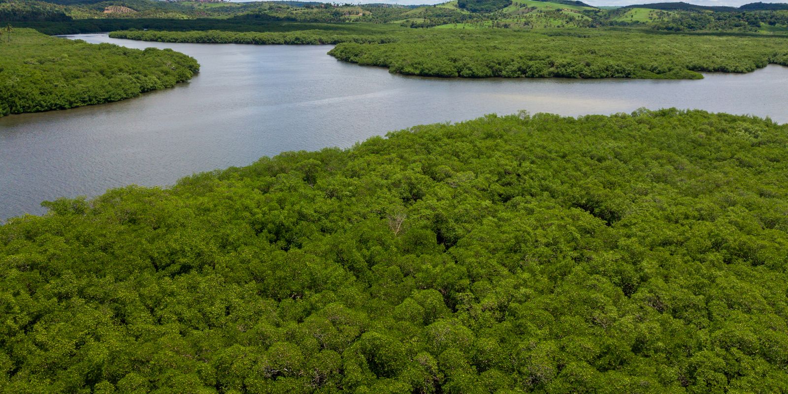 Campanha pede criação de reserva para proteger manguezal em Pernambuco