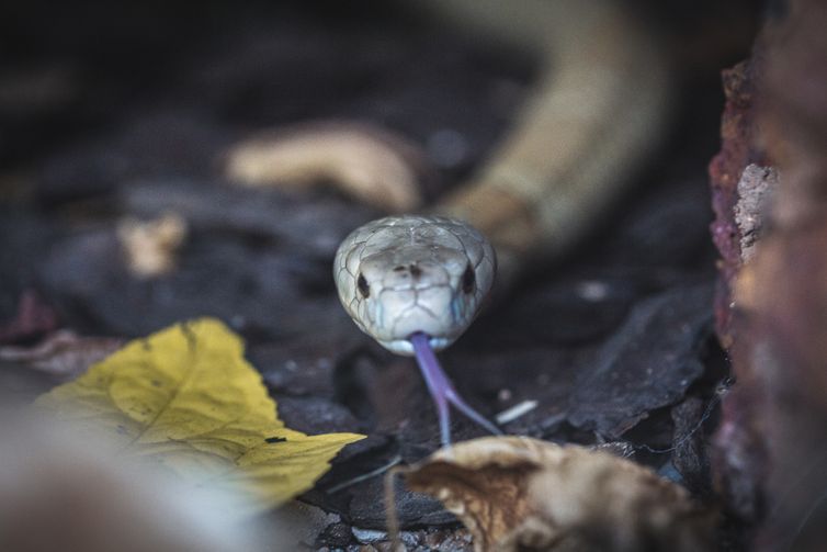 Cobra naja de 1,5 metro que picou um estudante de veterinária em Brasília e está no Zoológico da capital federal