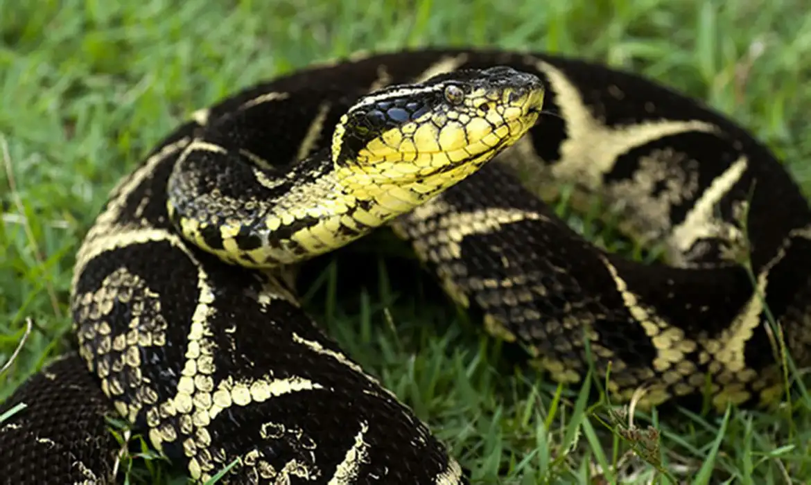 Saiba o que fazer e o que evitar se encontrar uma cobra em casa