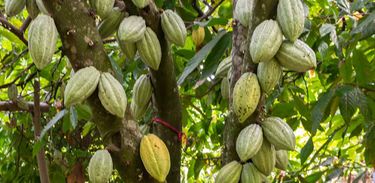 Consorciar o cacau com plantas nativas da Mata Atlântica abre caminho para uma bioeconomia de baixo carbono