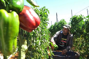 Há 15 anos, José Perez de Barros planta e colhe pimentão no núcleo rural 