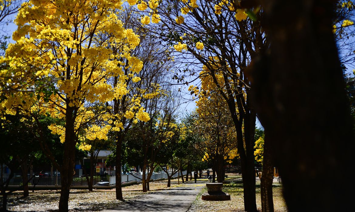 Ipês-amarelos  florescem em  Brasília