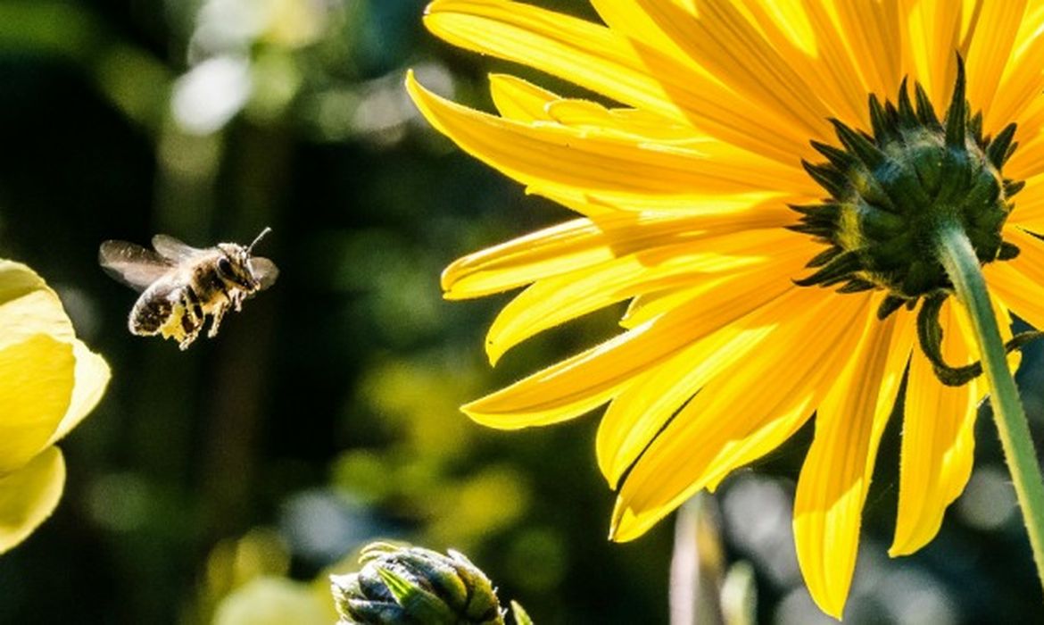 O soro antiapílico vem sendo testado em pacientes que tiveram múltiplas picadas de abelha