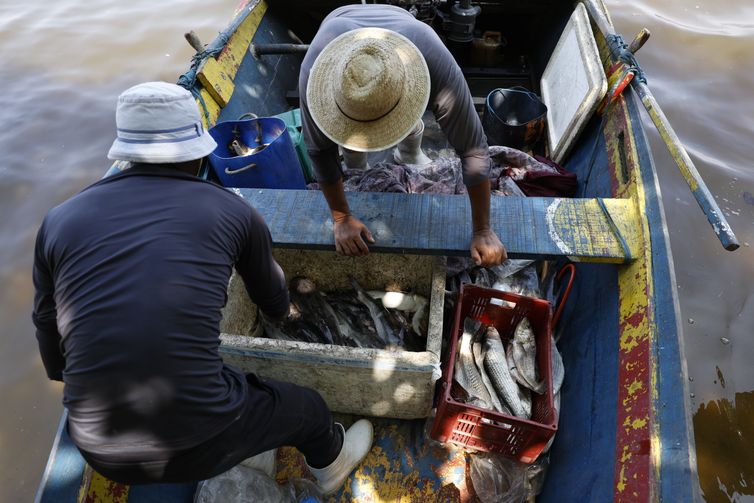 Magé (RJ), 16/10/2024 - Pesca artesanal da tainha na praia do Sossego, na Baía de Guanabara. Foto: Fernando Frazão/Agência Brasil