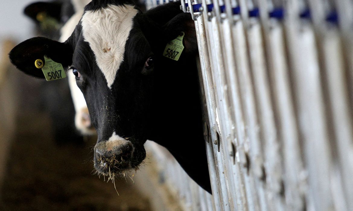 Vacas leiteiras em Ashland, Ohio
 12/12/2014    REUTERS/Aaron Josefczyk