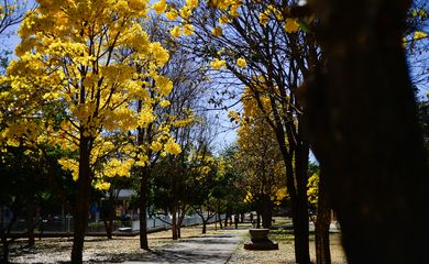 Ipês-amarelos  florescem em  Brasília